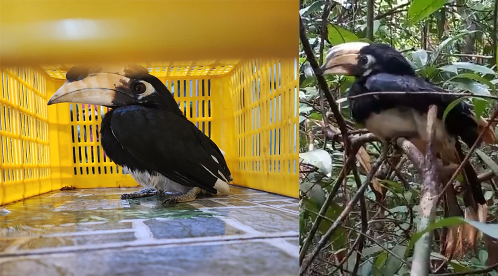 Con chim cao cát bụng trắng mà lực lượng kiểm lâm tiếp nhận hồi tháng 5 cũng được thả về rừng. Ảnh: KL