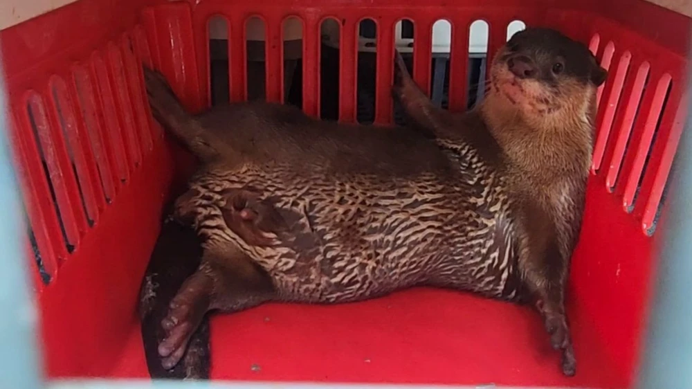 Rái cá vuốt bé là vật chứng trong vụ án hình sự được thả về Cần Giờ