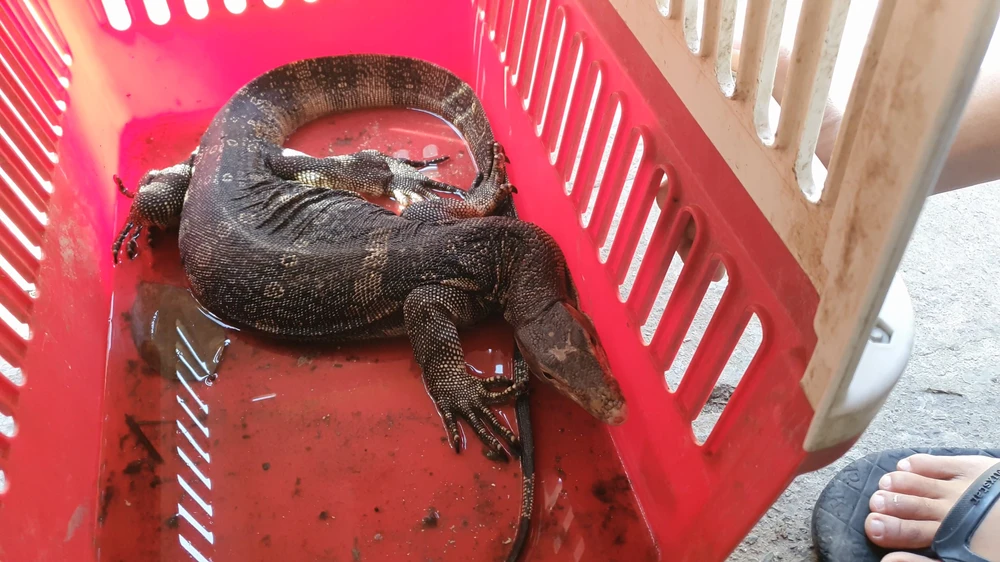 Kỳ đà quý hiếm nặng 4kg bò vào nhà vệ sinh ở TP Thủ Đức
