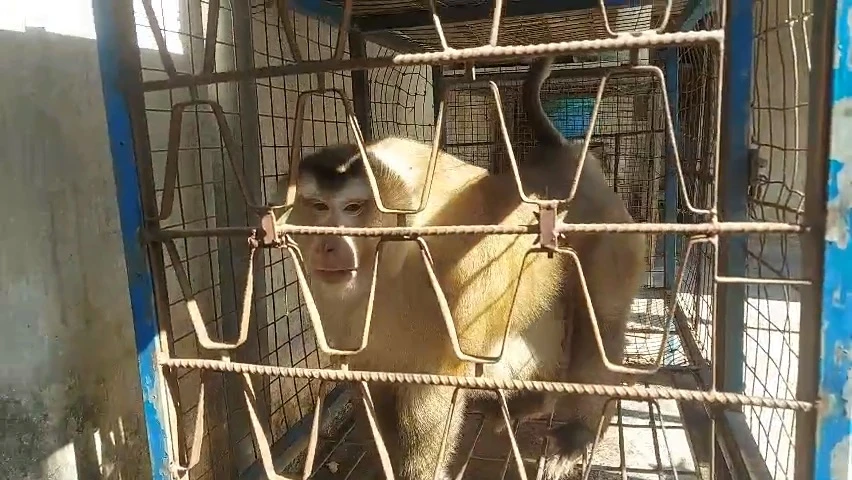 Người đàn ông ở TP Thủ Đức bàn giao con khỉ 16kg nuôi 5 năm cho kiểm lâm