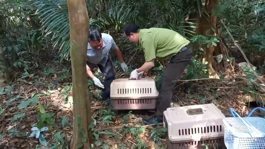 Con khỉ 'quậy' ở xã Vĩnh Lộc B cùng 40 động vật hoang dã dược thả về Đồng Nai