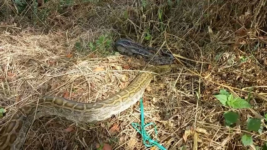 Thả trăn đất hơn nửa tạ cùng 23 động vật hoang dã về rừng U Minh