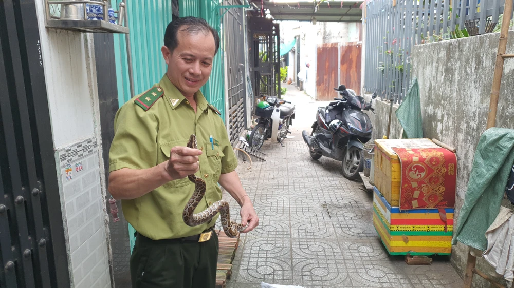 Trăn dài 60cm bò vào nằm cạnh người phụ nữ lúc rạng sáng ở quận 12