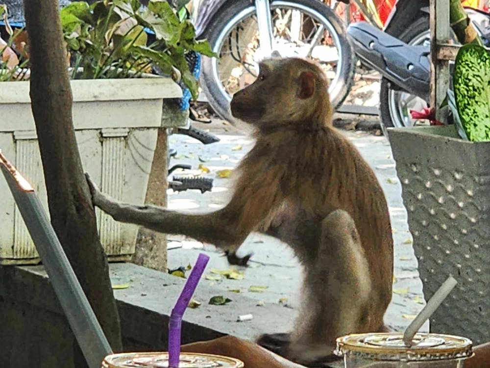 Khỉ đuôi lợn vào quán cà phê cắn nữ nhân viên bị thương ở quận 12
