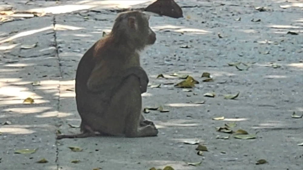 Khỉ đuôi lợn vào quán cà phê cắn nữ nhân viên bị thương ở quận 12