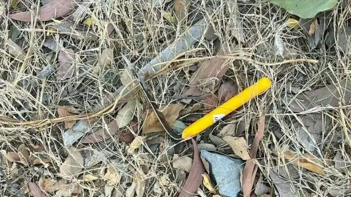 Bắt người đàn ông đâm gục vợ ở giữa đường ở Bình Chánh