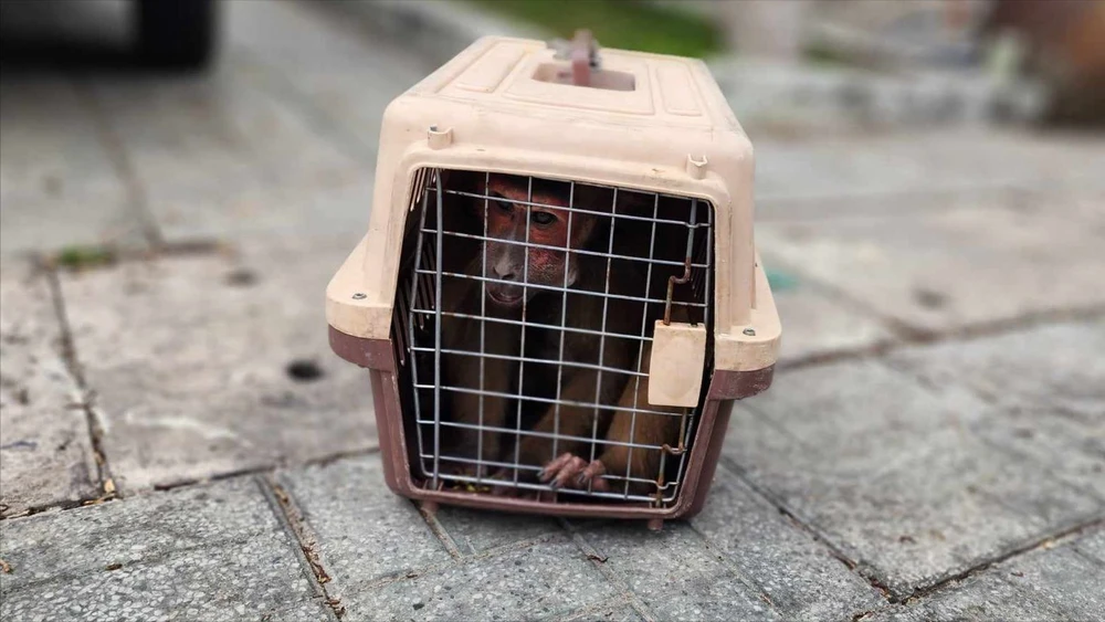 Khỉ mặt đỏ ‘hù’ khiến người phụ nữ bị té ở Bình Chánh