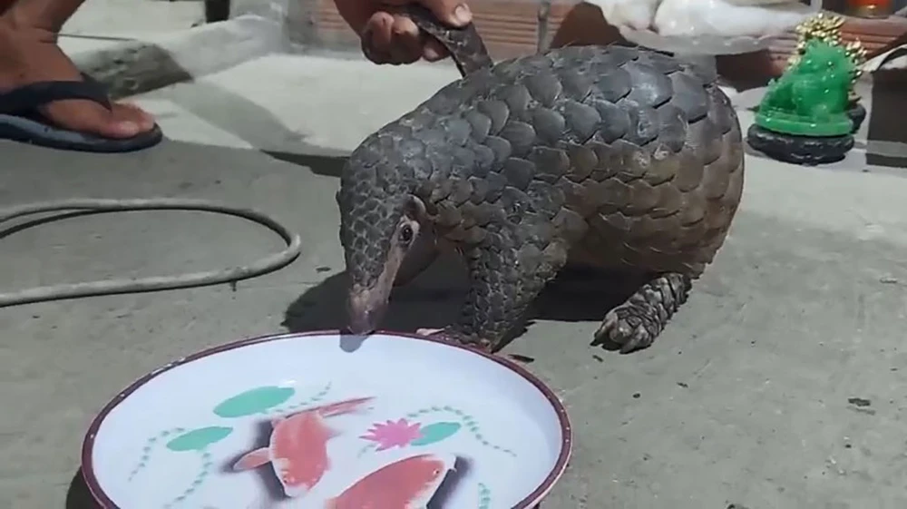 Kiểm tra vườn lan khi chó sủa ran, người đàn ông bắt được tê tê quý