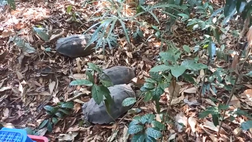 Rái cá quý hiếm 'lưu luyến' các cán bộ kiểm lâm khi được thả về Đồng Nai