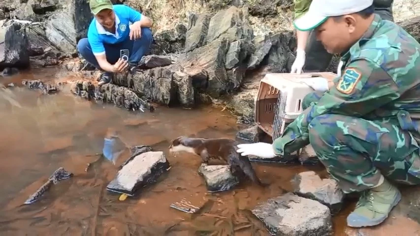 Rái cá quý hiếm 'lưu luyến' các cán bộ kiểm lâm khi được thả về Đồng Nai