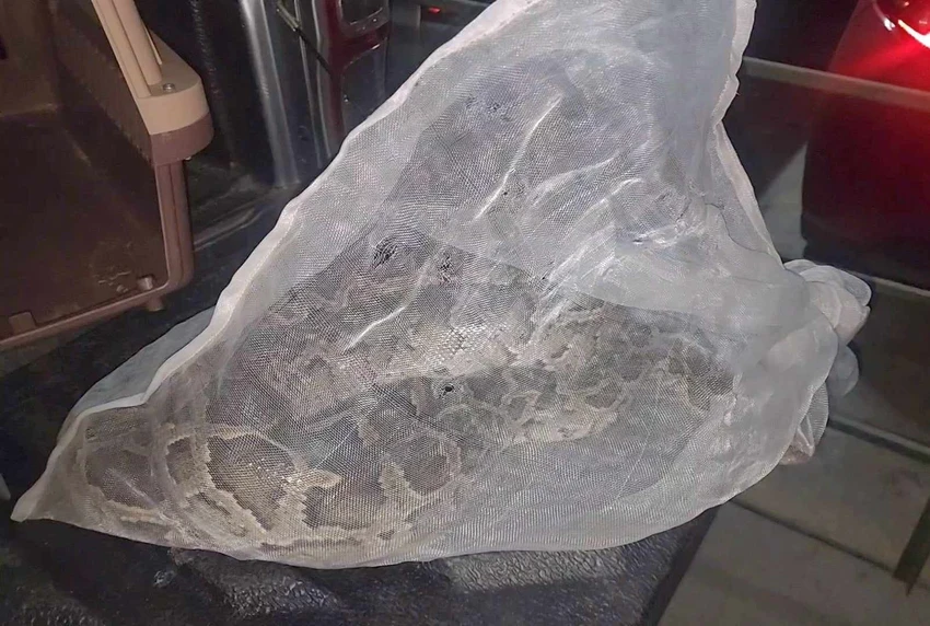 Con trăn 1,7 m bò vào chung cư Mỹ Phước đã được thả về Cát Tiên