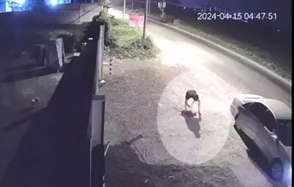 Nuôi 7 con chó gần năm, còn 1 con thì bị trộm đi ô tô bắt mất