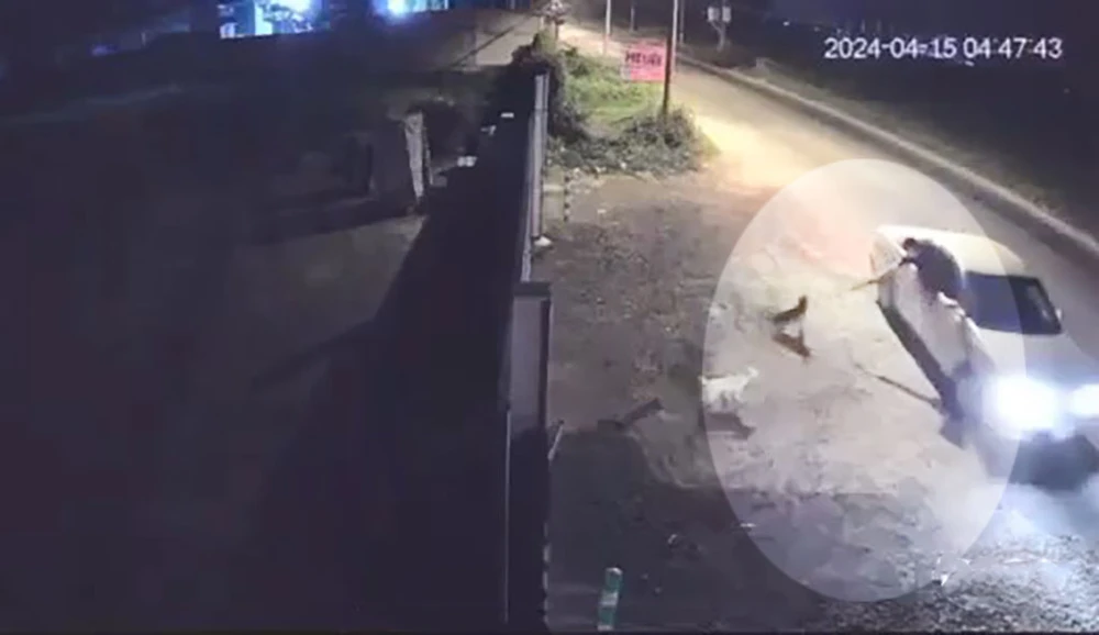 Nuôi 7 con chó gần năm, còn 1 con thì bị trộm đi ô tô bắt mất