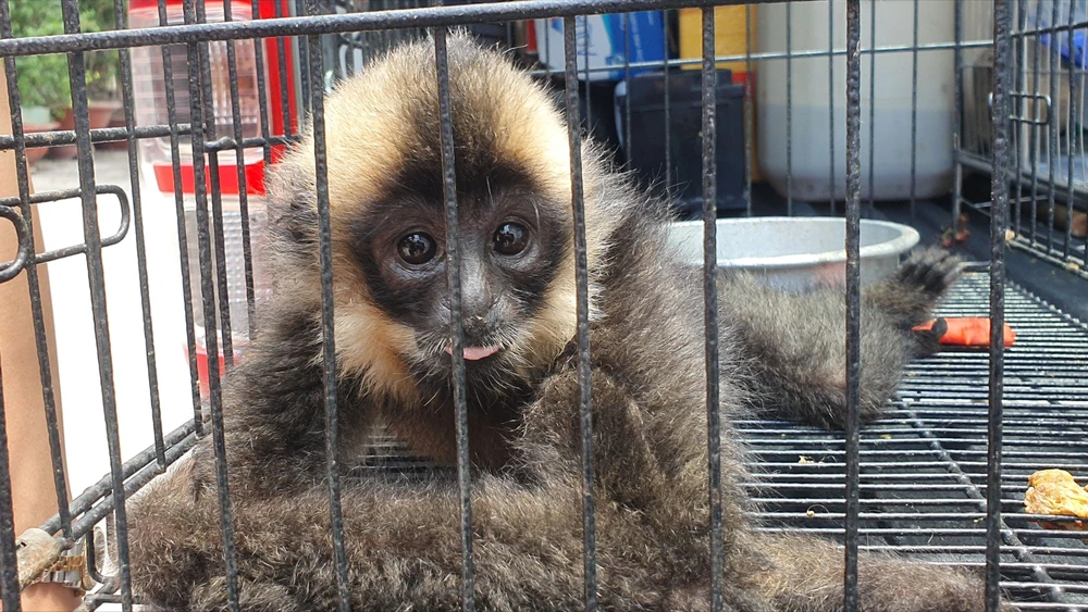 Con chim lạ bay vào ngôi nhà ở huyện Hóc Môn, nhiều người không dám bắt