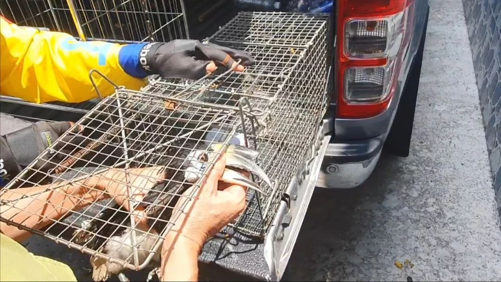Con chim lạ bay vào ngôi nhà ở huyện Hóc Môn, nhiều người không dám bắt