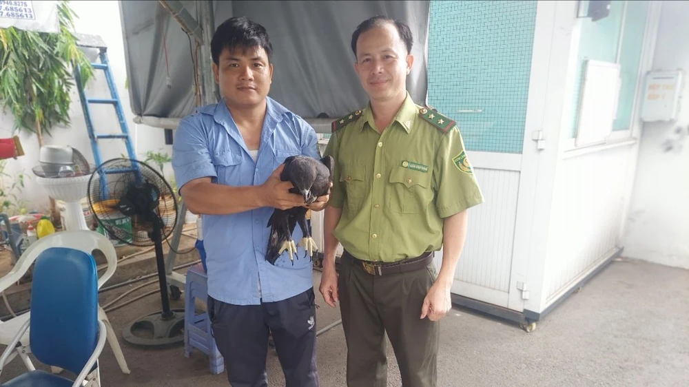 Con chim lớn bay vào trường học ở quận 4 được bảo vệ bắt lại