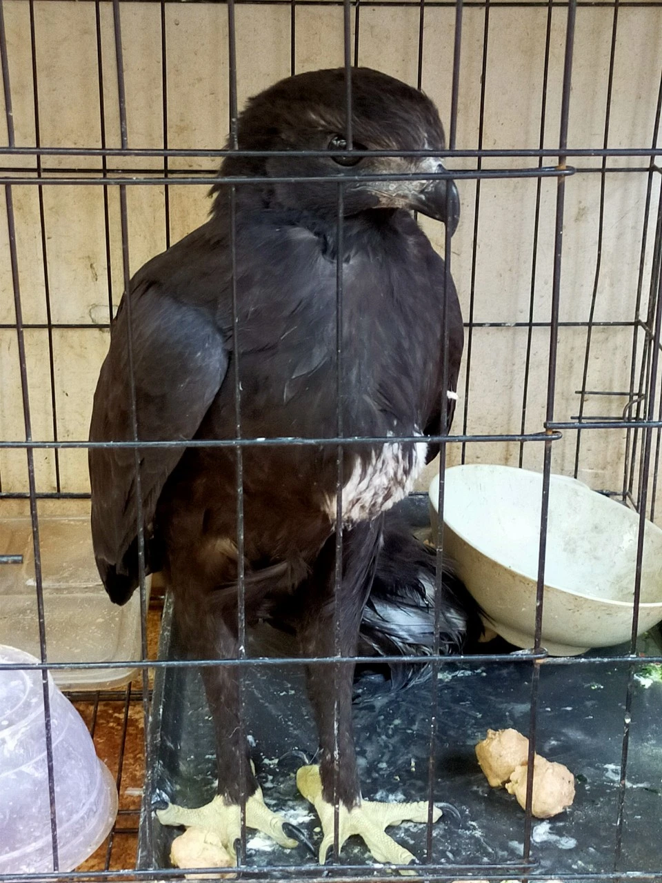 Con chim lớn bay vào trường học ở quận 4 được bảo vệ bắt lại