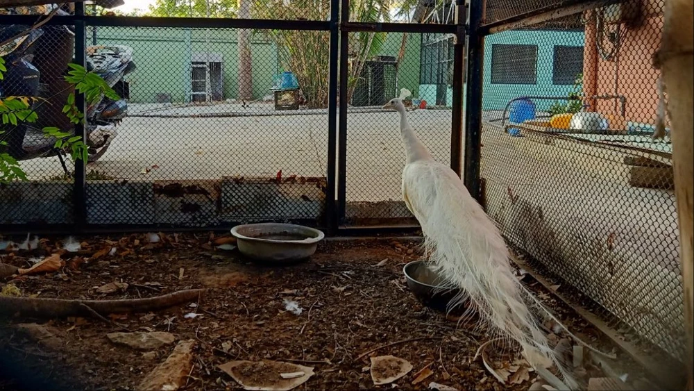 Bạch khổng tước Ấn Độ bay vào nhà dân ở TP Thủ Đức xuất phát từ đâu