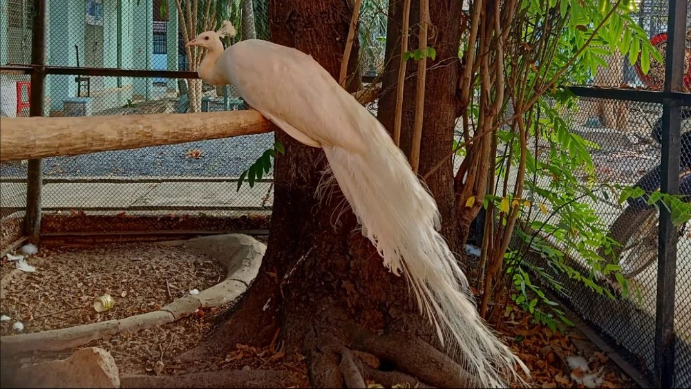 Bạch khổng tước Ấn Độ bay vào nhà dân ở TP Thủ Đức xuất phát từ đâu