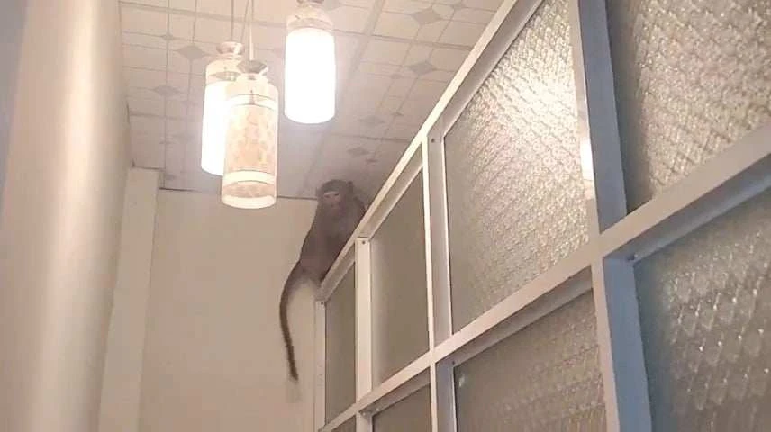 Khỉ đực quậy phá, trộm trứng, bắt gà ở Củ Chi bị kiểm lâm bắn thuốc mê