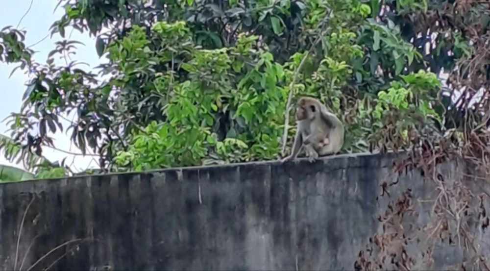 Khỉ đực quậy phá, trộm trứng, bắt gà ở Củ Chi bị kiểm lâm bắn thuốc mê