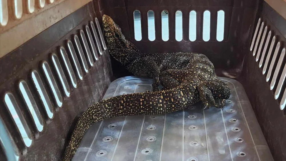 Người dân bắt được kỳ đà vân quý hiếm bị cụt chân bò vào nhà