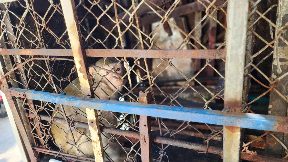 Nuôi khỉ mặt đỏ và đuôi dài được 8 năm thì giao kiểm lâm