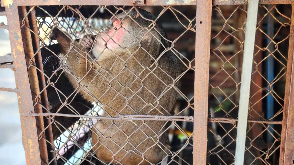 Nuôi khỉ mặt đỏ và đuôi dài được 8 năm thì giao kiểm lâm