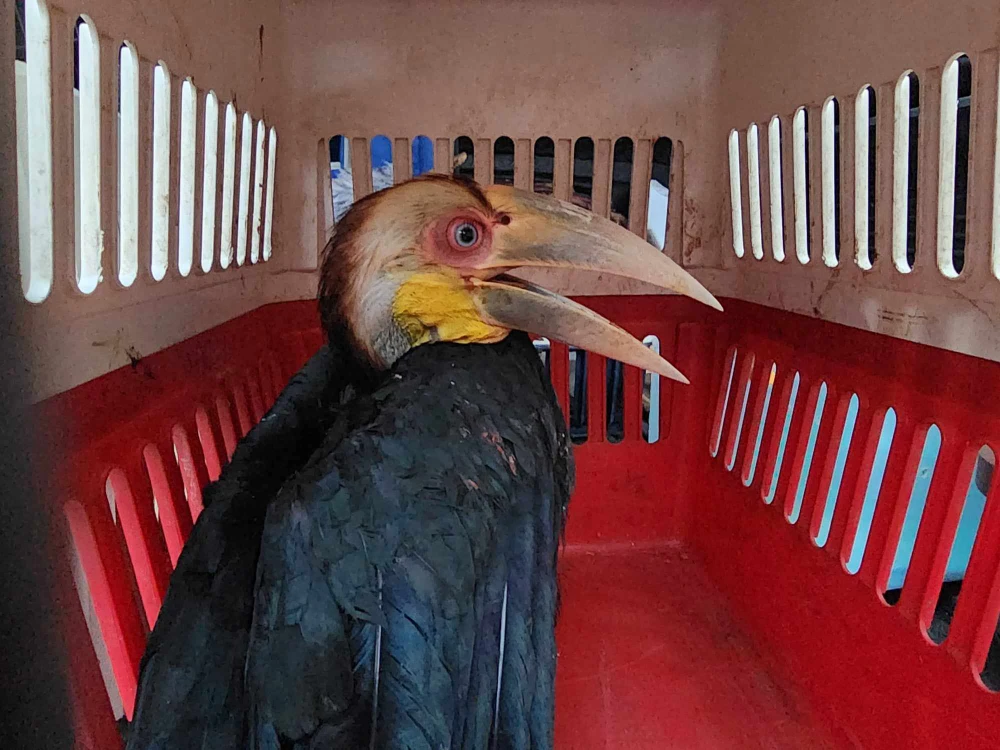 Bắt được chim lạ đậu trên giàn mướp khi chăm rau ở sân thượng