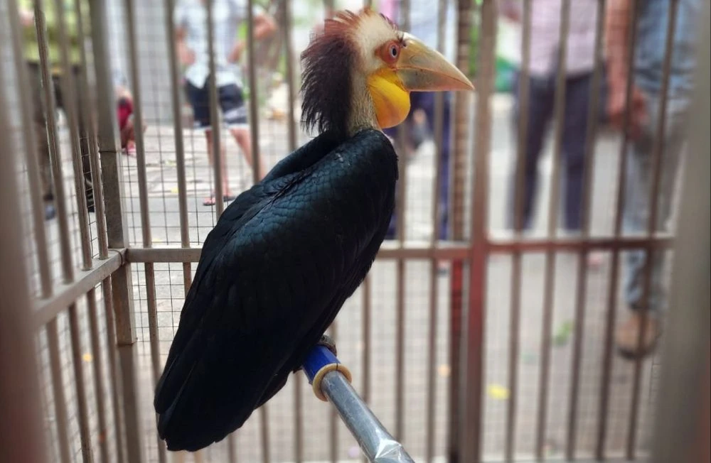 Chim lạ liên tục xuất hiện ở Hóc Môn, nhiều người dân không dám bắt