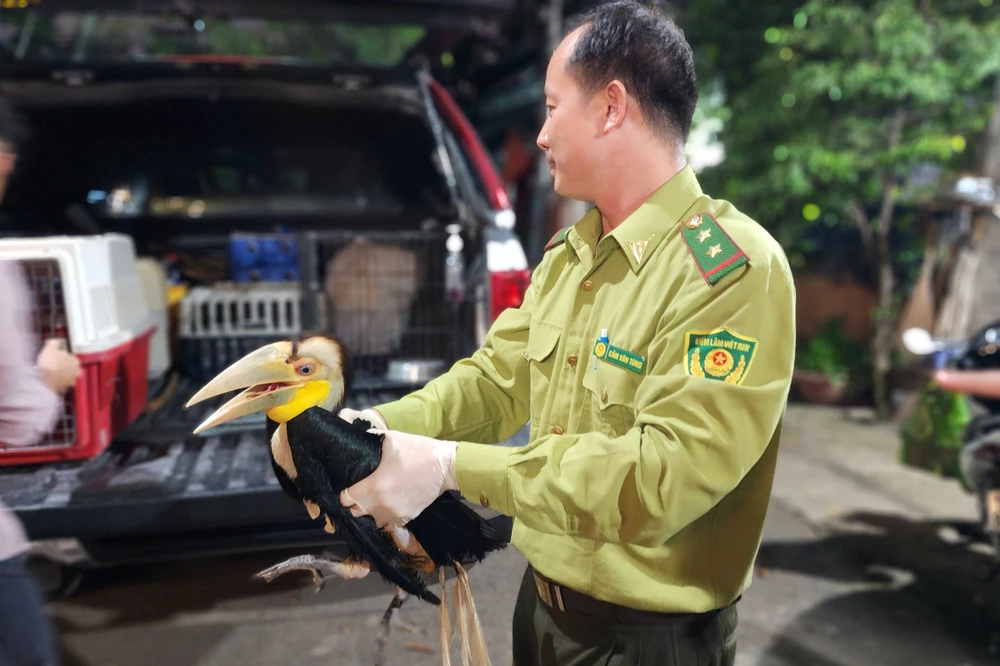 Chim lạ liên tục xuất hiện ở Hóc Môn, nhiều người dân không dám bắt