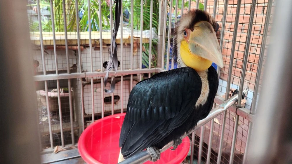 Chim lạ liên tục xuất hiện ở Hóc Môn, nhiều người dân không dám bắt