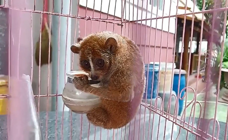 Quét sân, người dân ở TP Thủ Đức bắt được con ‘cù lần’ quý hiếm trên cây khế