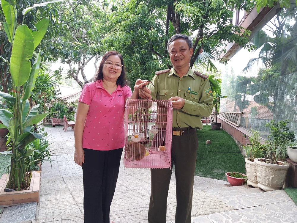 Quét sân, người dân ở TP Thủ Đức bắt được con ‘cù lần’ quý hiếm trên cây khế