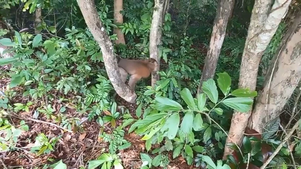 Trăn bò vào phòng ngủ, khỉ cắn nữ nhân viên quán cà phê ở quận 12 được thả về tự nhiên