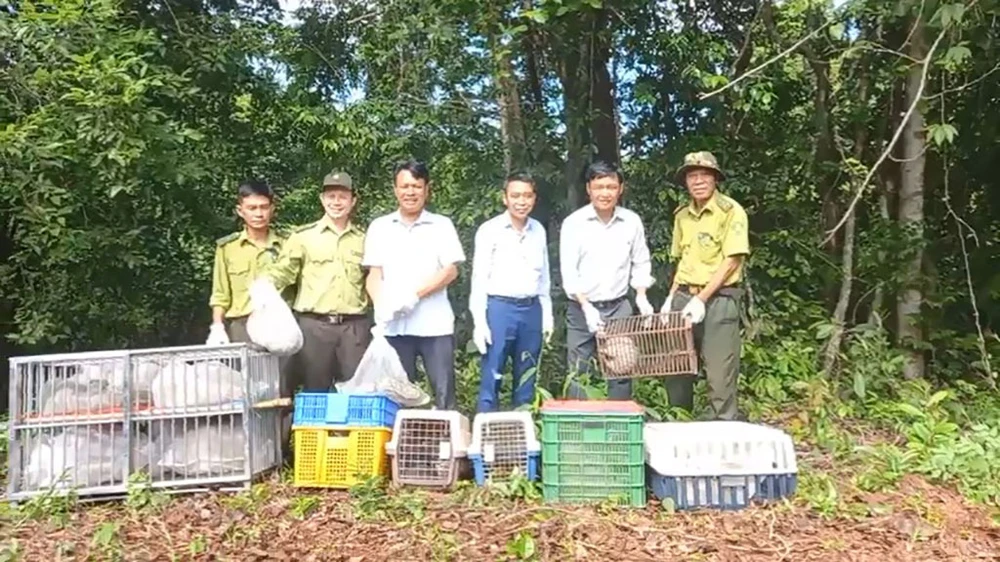 Trăn bò vào phòng ngủ, khỉ cắn nữ nhân viên quán cà phê ở quận 12 được thả về tự nhiên