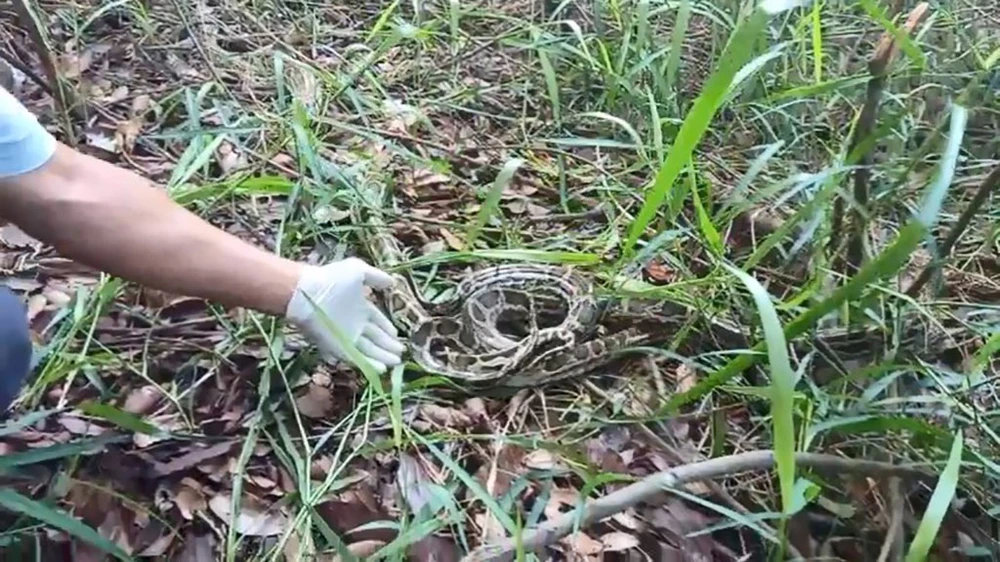 Trăn bò vào phòng ngủ, khỉ cắn nữ nhân viên quán cà phê ở quận 12 được thả về tự nhiên