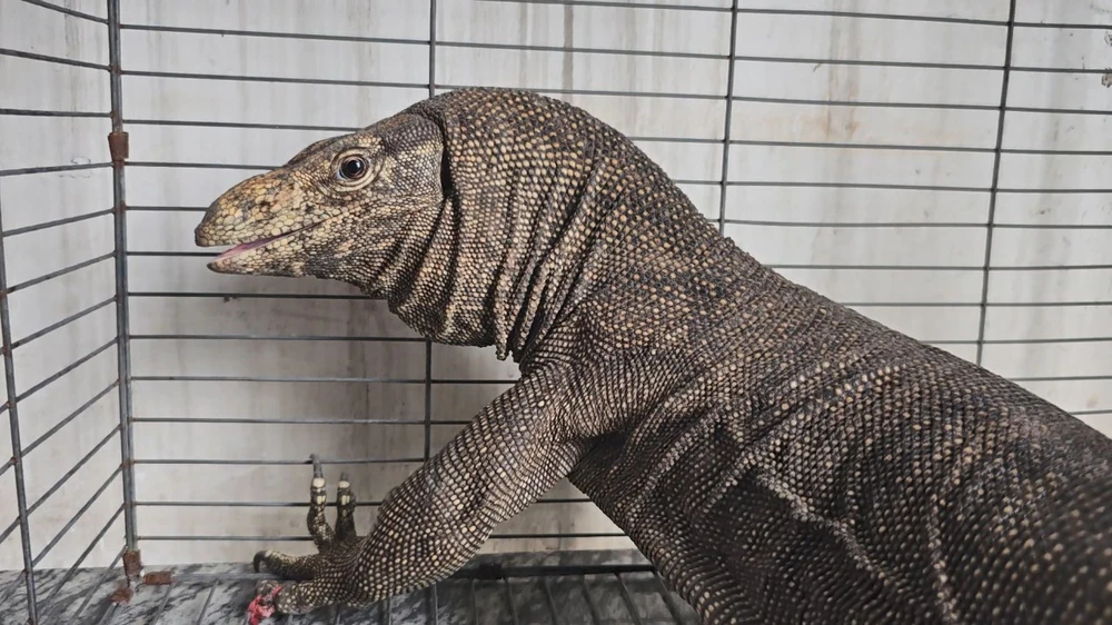 Người dân ở Bình Chánh dùng võng bắt con kỳ đà 7kg bò vào nhà