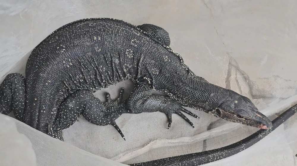 Con kỳ đà bơi trên sông nghi đi bắt gà bị dân dùng vợt bắt ở Nhà Bè