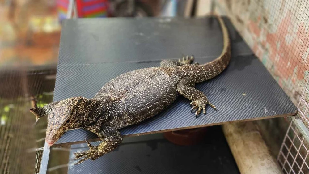 Nghe chó sủa lúc 12 giờ đêm, người đàn ông ở Gò Vấp bắt được con vật quý