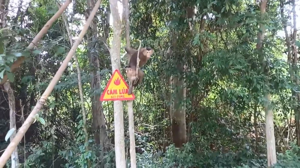 Con khỉ hù người phụ nữ ở Bình Chánh và 28 động vật hoang dã được thả về tự nhiên