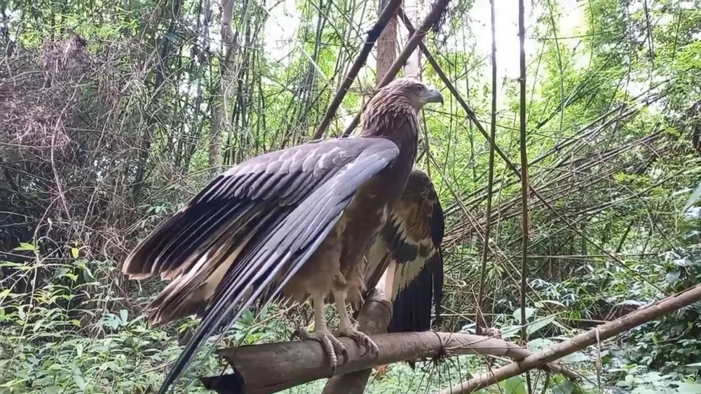 Con khỉ hù người phụ nữ ở Bình Chánh và 28 động vật hoang dã được thả về tự nhiên