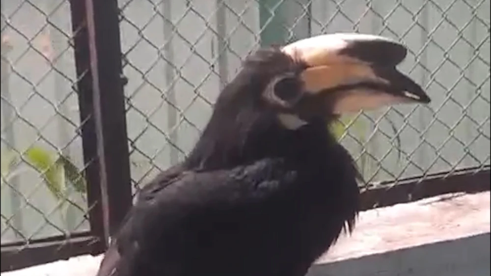 Con chim lạ bị bắt khi bay vào quán cà phê ở TP Thủ Đức