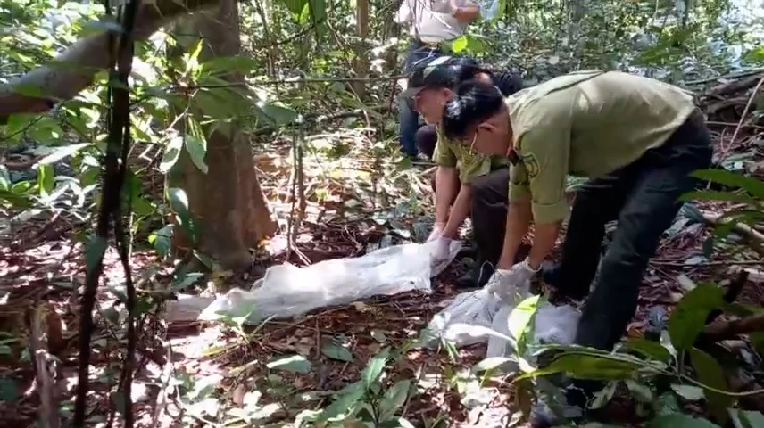 Con kỳ đà được người dân dùng võng bắt ở Bình Chánh được thả về tự nhiên