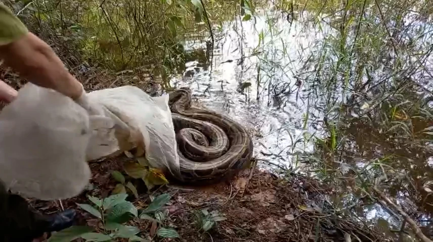 Con kỳ đà được người dân dùng võng bắt ở Bình Chánh được thả về tự nhiên