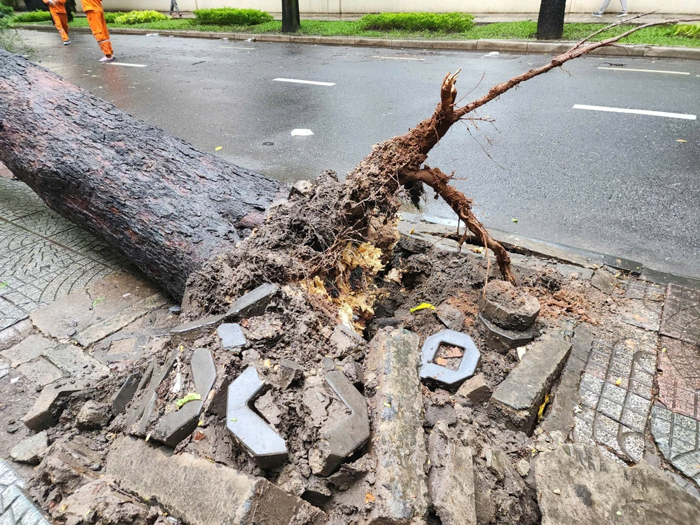 2 cây me bật gốc đè 5 xe máy trên đường Nguyễn Du