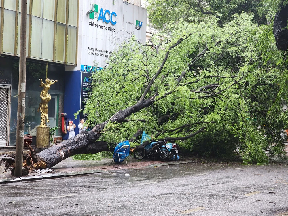 2 cây me bật gốc đè 5 xe máy trên đường Nguyễn Du