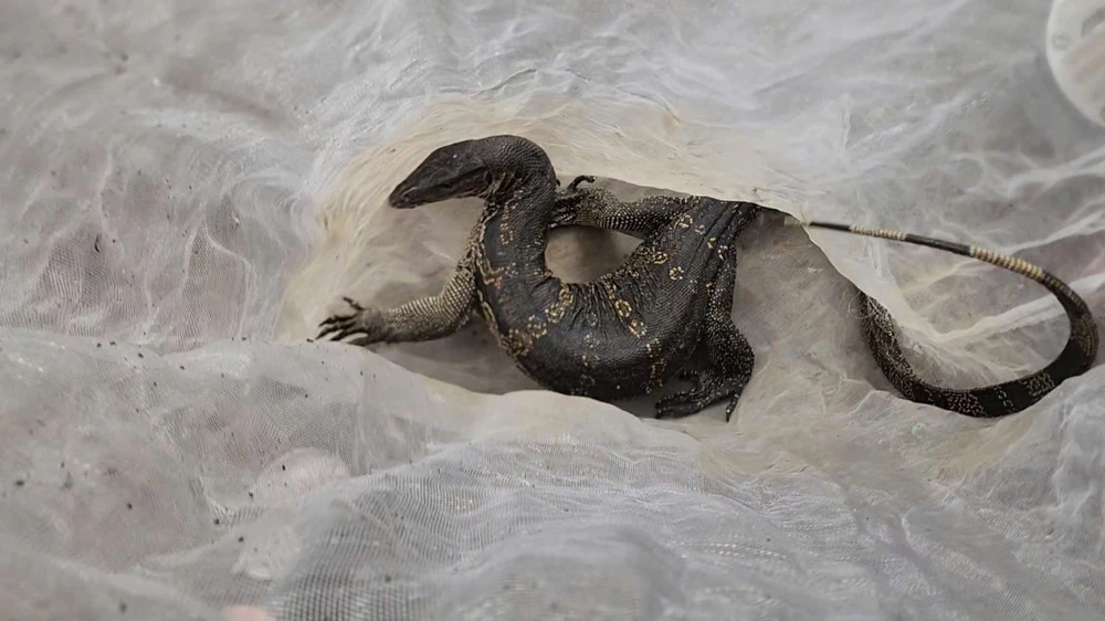 Nghe tiếng gà kêu, phát hiện con vật lạ đang bắt gà ăn ở Bình Chánh