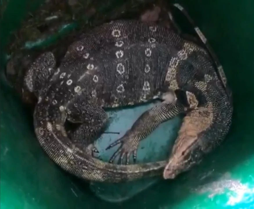 Con vật lạ xuất hiện ở hồ bơi căn hộ ở phường Thảo Điền, TP Thủ Đức