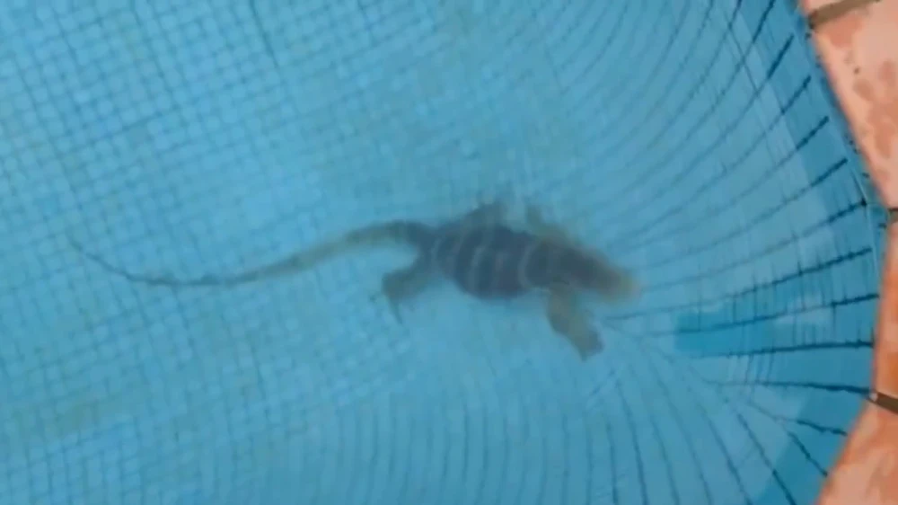 Con vật lạ xuất hiện ở hồ bơi căn hộ ở phường Thảo Điền, TP Thủ Đức